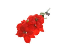 Mazzetto Stelle Di Natale - 4 Fiore